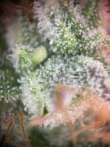 Growreport Bild 15