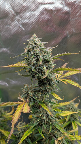 Growreport Bild 7