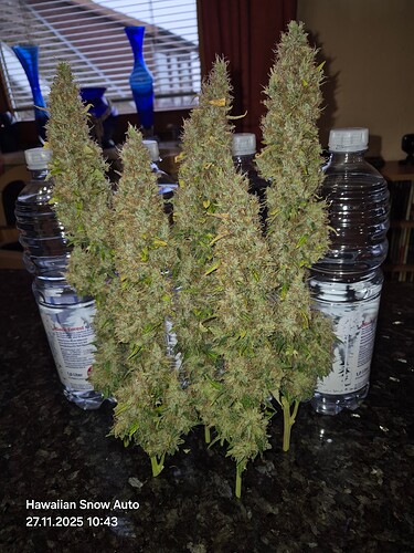 Growreport Bild 3