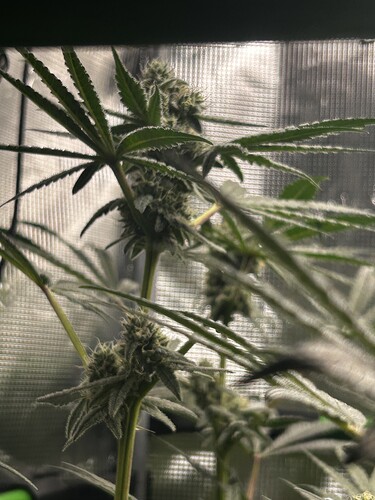 Growreport Bild 49