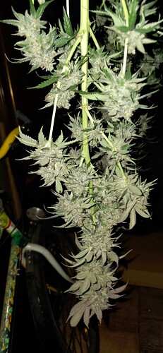 Growreport Bild 54