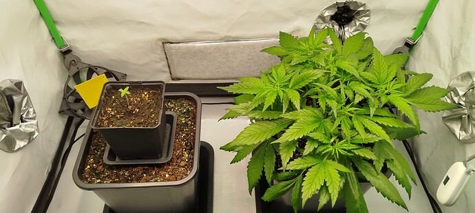 Growreport Bild 1