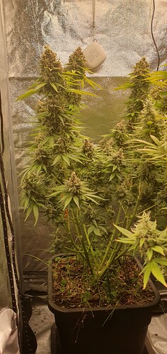 Growreport Bild 3