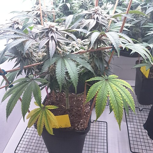 Growreport Bild 21