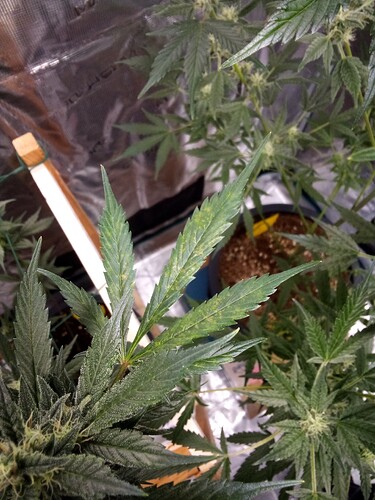 Growreport Bild 20