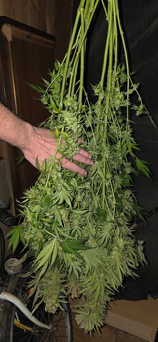Growreport Bild 19