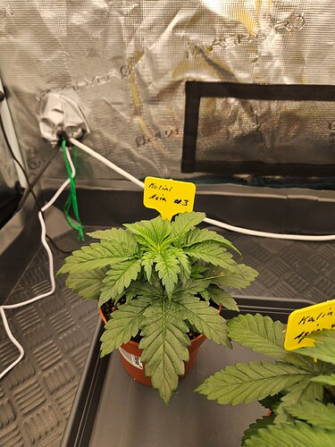 Growreport Bild 6