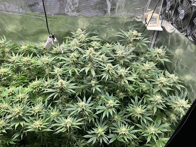 Mehrere blühende Cannabispflanzen in einem Growzelt, mit sichtbaren Trichomen und Blütenansätzen.