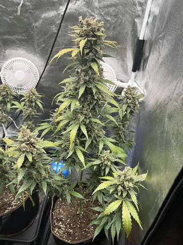 Growreport Bild 1