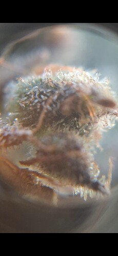 Growreport Bild 5