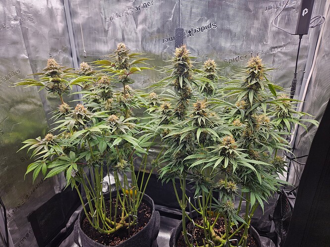 Growreport Bild 1