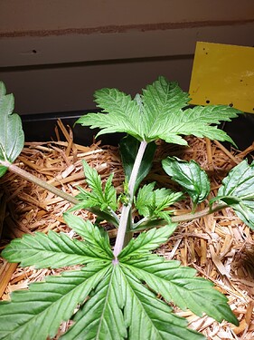 Purple Punch tag_16_1