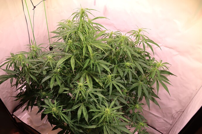 Growreport Bild 5