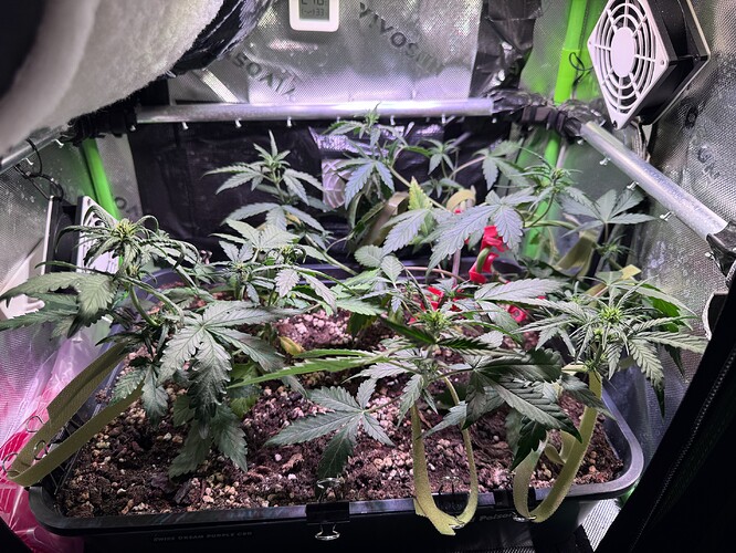 Growreport Bild 41