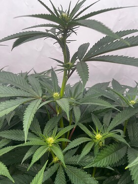 Growreport Bild 2