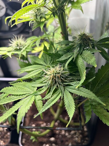 Growreport Bild 1