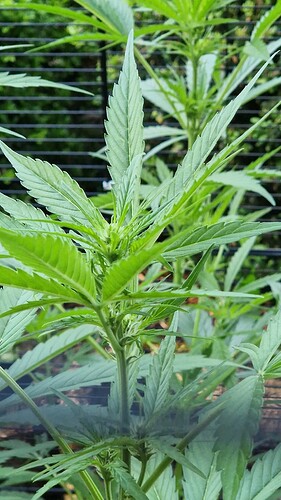 Growreport Bild 1
