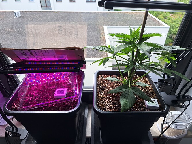Growreport Bild 7