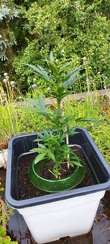 Growreport Bild 7