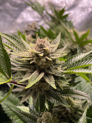 Growreport Bild 5