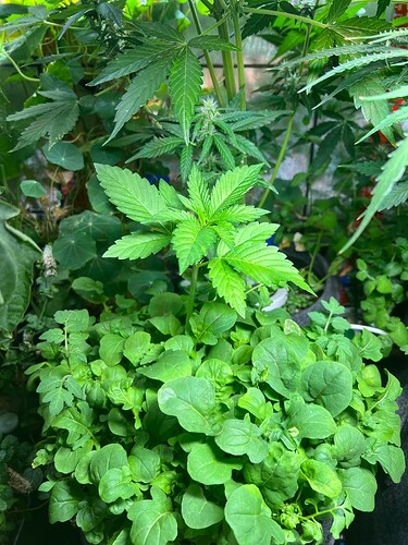Growreport Bild 23