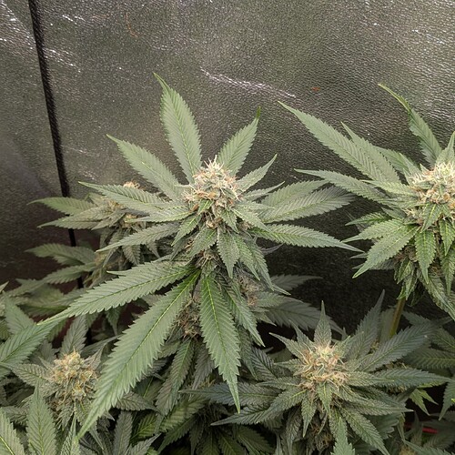 Growreport Bild 10