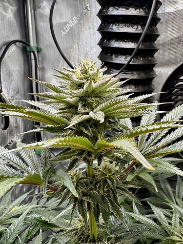 Growreport Bild 3