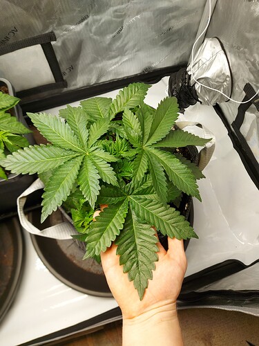 Growreport Bild 4