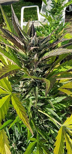 Growreport Bild 3