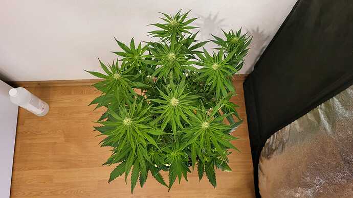Growreport Bild 15