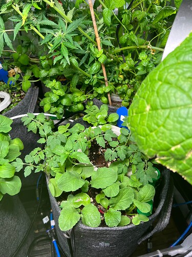 Growreport Bild 30