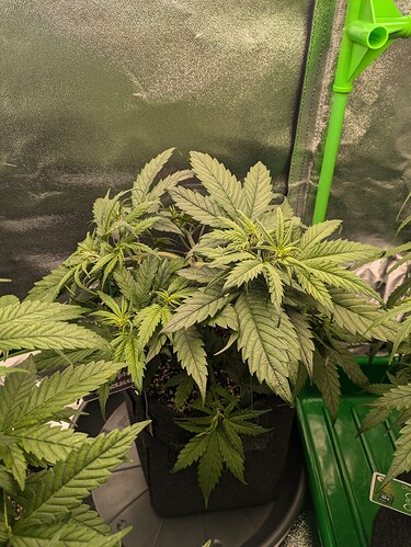 Growreport Bild 43