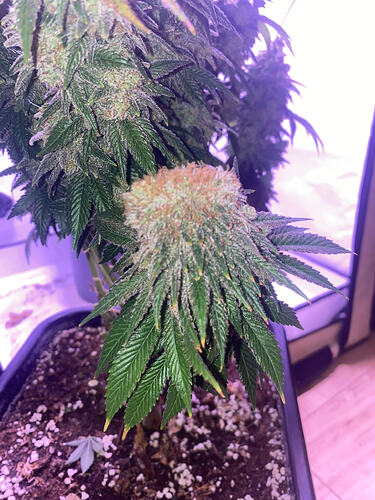 Growreport Bild 18