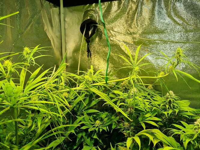 Mehrere Cannabis-Pflanzen in der Blütephase, mit sichtbaren Blütenansätzen und langen, schmalen Blättern. Die Pflanzen stehen in einer Growbox mit reflektierender Folie.