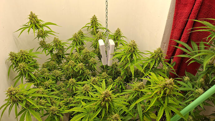 Growreport Bild 318
