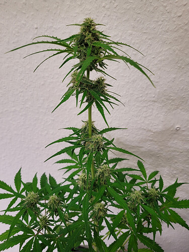 Growreport Bild 5