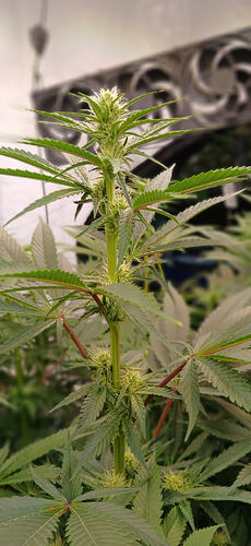 Growreport Bild 11