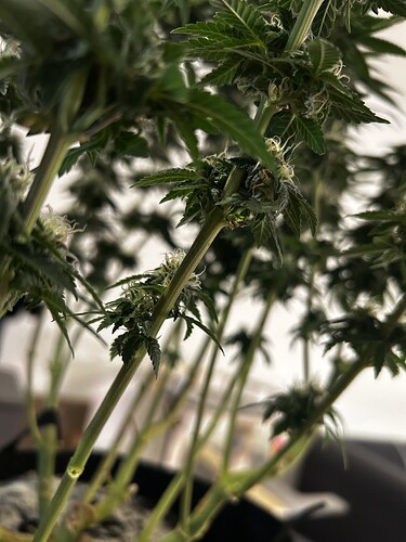 Growreport Bild 4