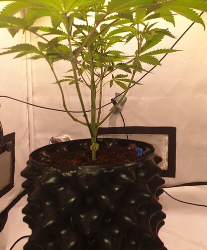 Growreport Bild 5