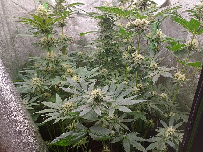 Growreport Bild 9