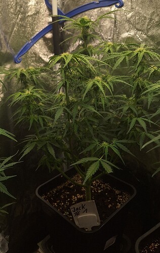 Growreport Bild 5