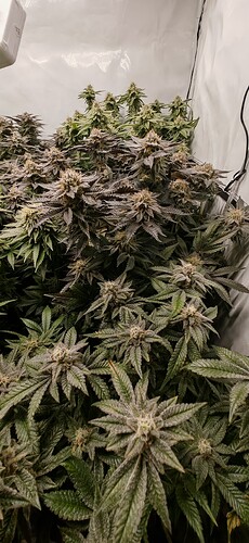 Growreport Bild 4