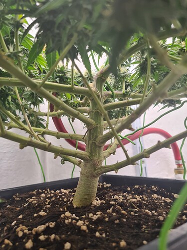 Growreport Bild 102