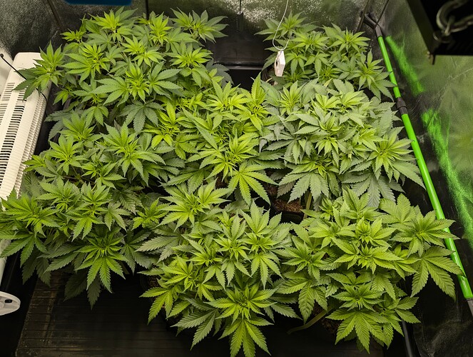 Growreport Bild 3