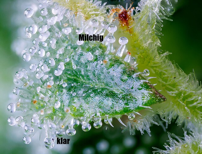 Day 154-Outdoor-det3