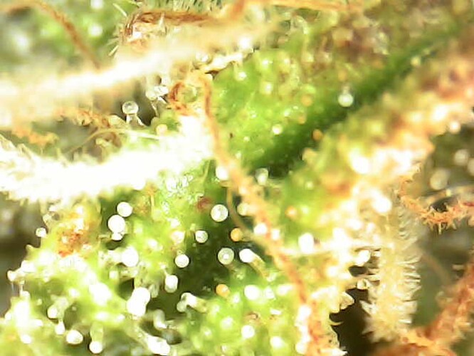 Growreport Bild 25