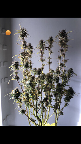 Growreport Bild 10