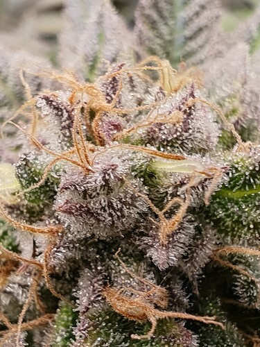 Growreport Bild 4