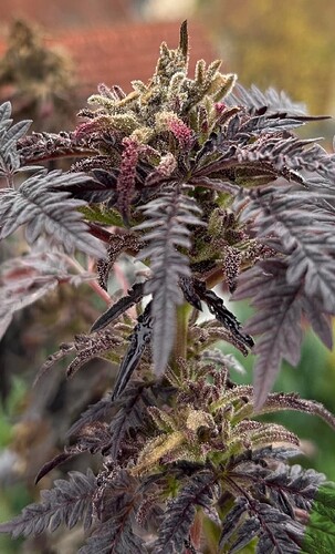 Threema_2026-03-28_10-30-32