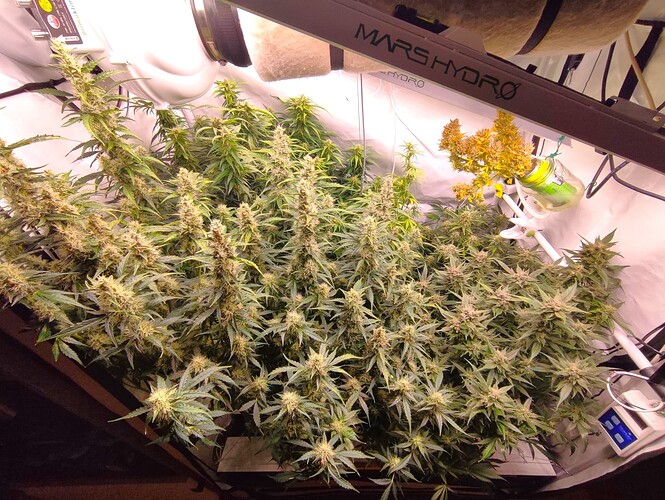 Growreport Bild 39